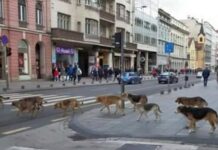 ANALIZA: Psi lutalice van kontrole