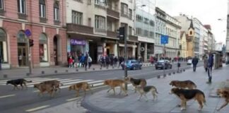 ANALIZA: Psi lutalice van kontrole